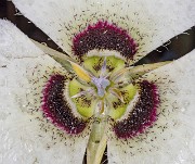 Calochortus umpquaensis - Umpqua Mariposa Lily 17-7867